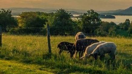 Grasslands with sheep grazing