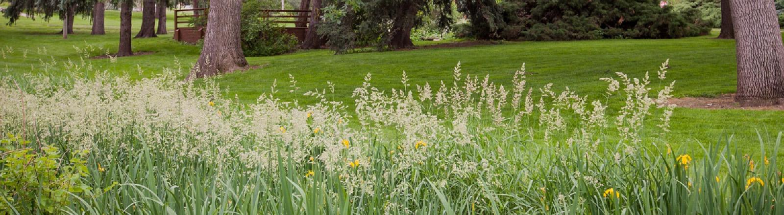 Tall grasses in an area with trees